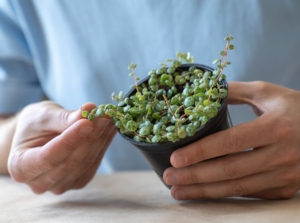 A close-up shot of a person inspecting a potted plant, that is on of the process on how to propagate peperomia