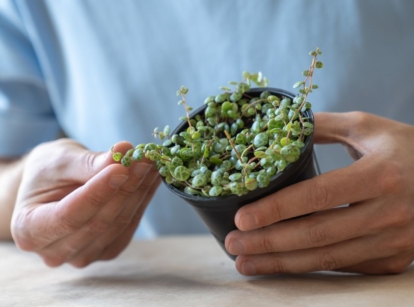 A close-up shot of a person inspecting a potted plant, that is on of the process on how to propagate peperomia