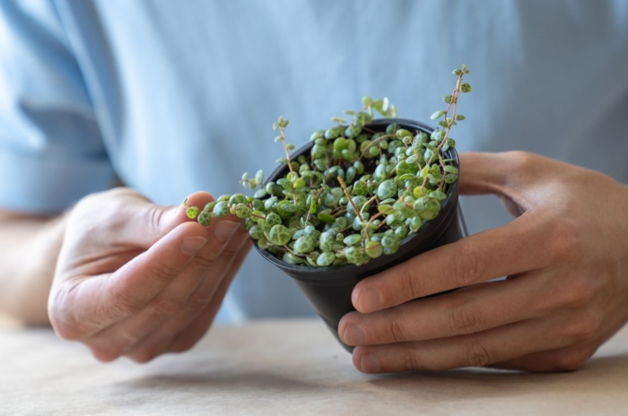 A close-up shot of a person inspecting a potted plant, that is on of the process on how to propagate peperomia