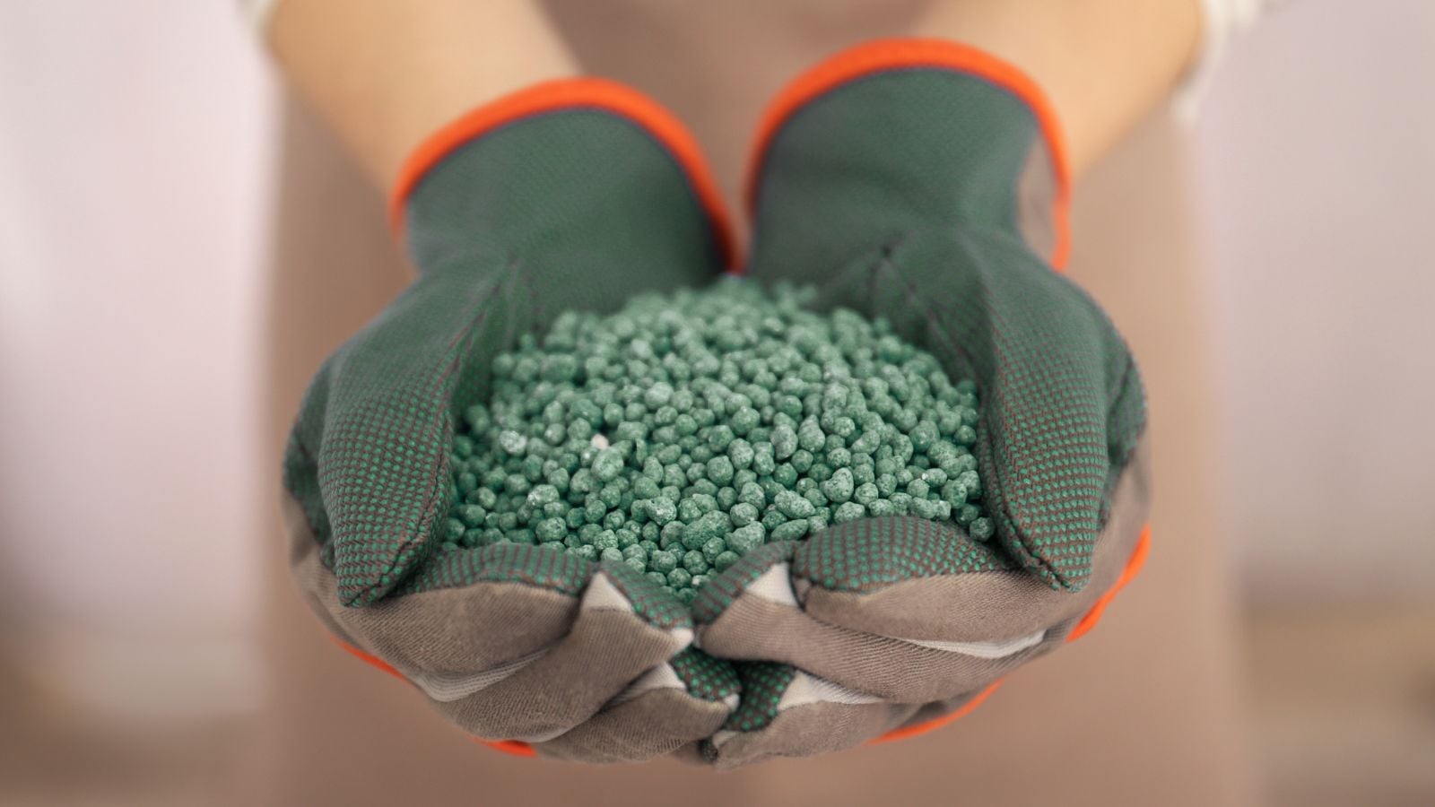 A close-up shot of a person wearing gardening gloves, in the process of holding a small pile of greensand