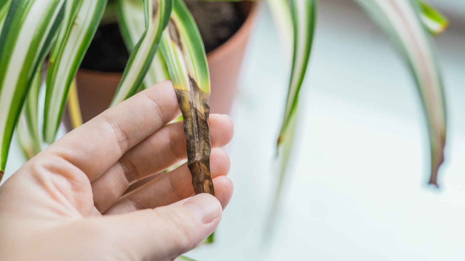 A close-up shot of a person's hand in the process of inspecting a foliage with damaged ends, placed in a well lit area indoors