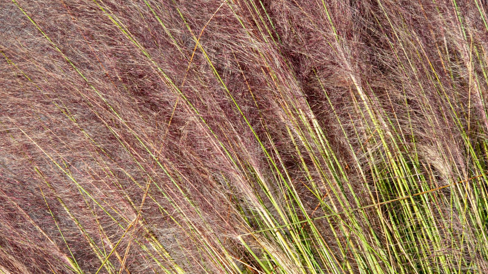 A close-up shot of a pink colored mulhy grass showcasing its green leaves and small pink flowers