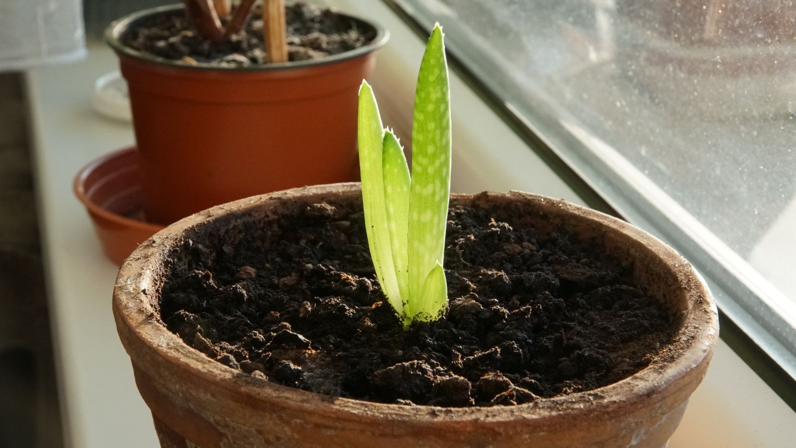 A close-up shot of a potted cutting of a succulent, placed near a window, situated in a well lit area indoors