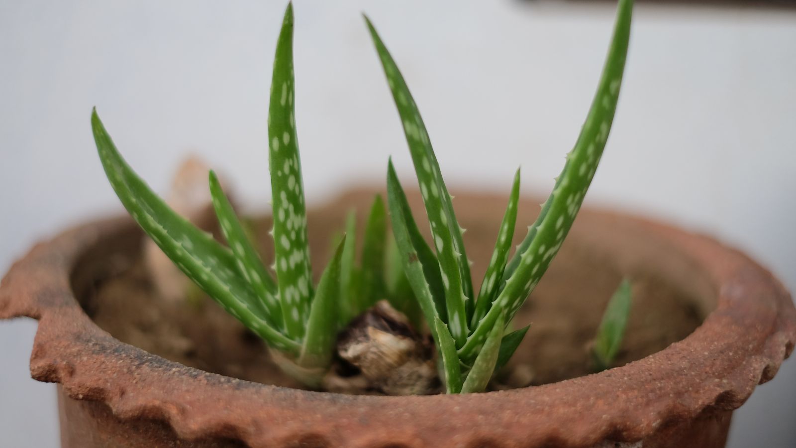 A close-up shot of a repotted offshoot of a succulent, all placed in a well lit area indoors