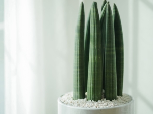A close-up shot of a sansevieria cylindrica in a white pot indoors