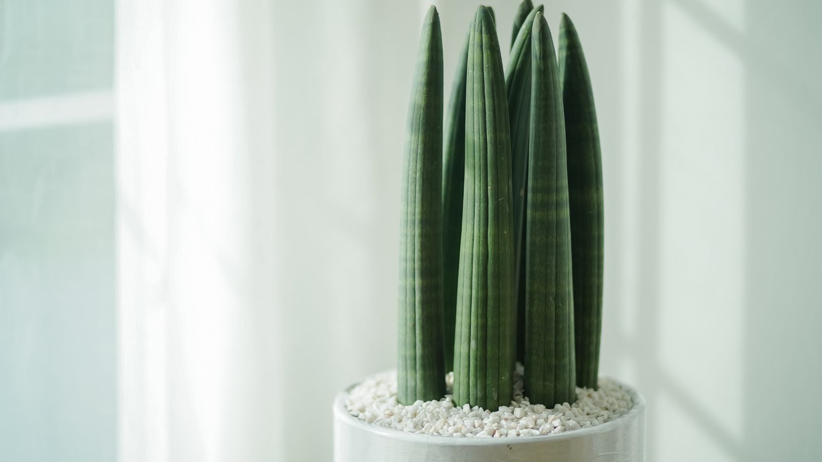 A close-up shot of a sansevieria cylindrica in a white pot indoors