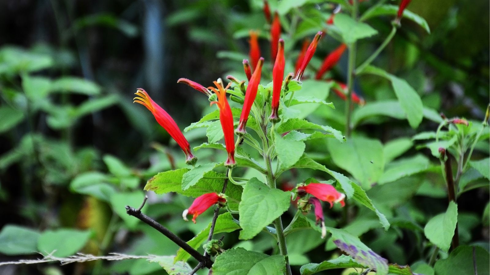 A close-up shot of a small composition of tubular red colored flowers alongside green leaves in a well lit area