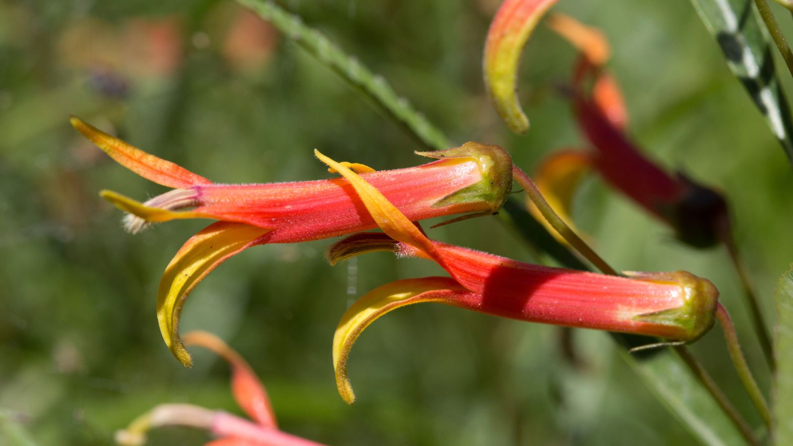 A close-up shot of a small composition of tubular red colored flowers with yellow tips, basking in bright sunlight outdoors