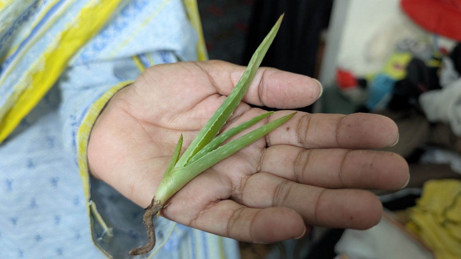 A close-up shot of an offshoot of a succulent, placed on a person's hand, all situated in a well lit area indoors