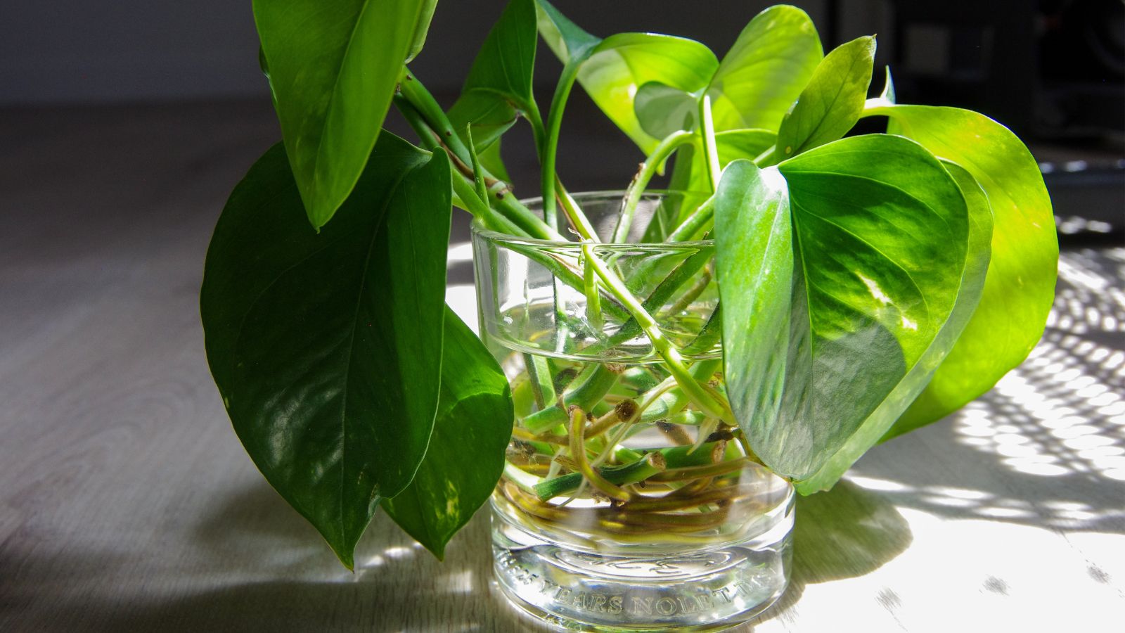 A close-up shot of developing houseplant, placed on a glass container, basking in bright sunlight indoors