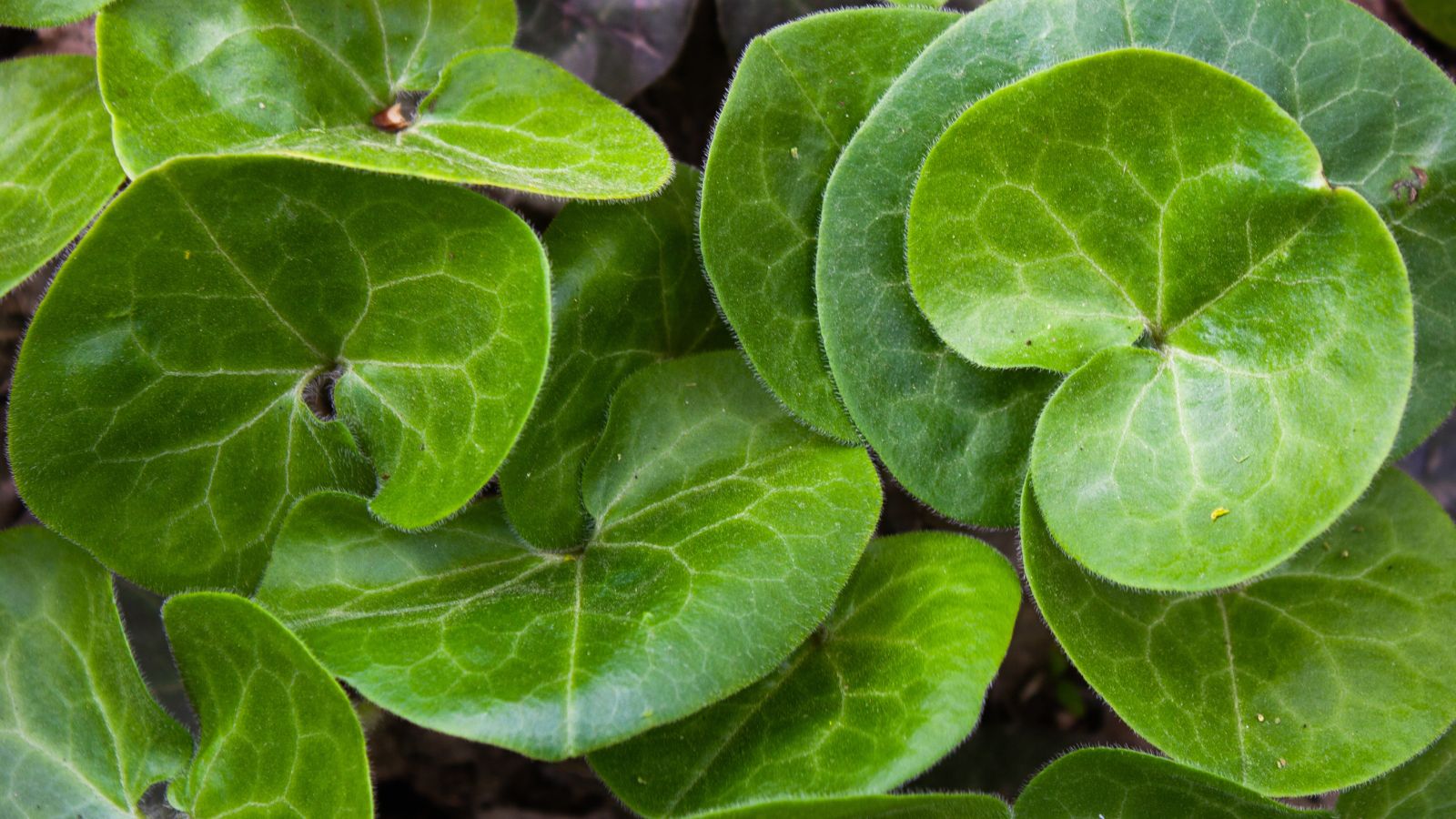 A close-up shot of glossy leaves of a perennial ground cover in a well lit area