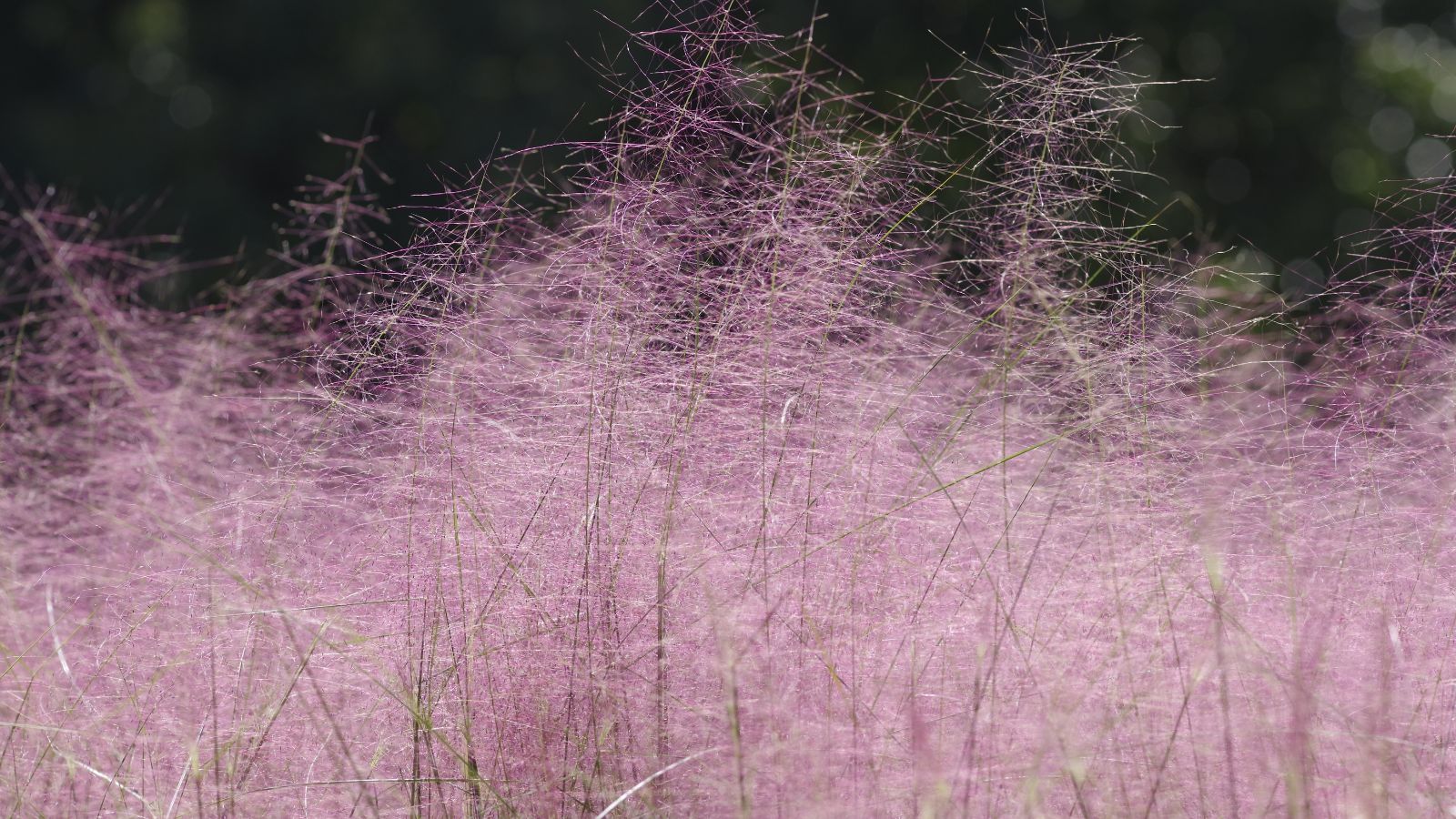 A close-up shot of muhly grass showcasing its bright pink color in a well lit area outdoors