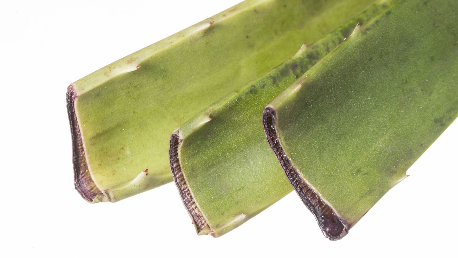 A close-up shot of several drying cuttings of a succulent, all situated in a well lit area