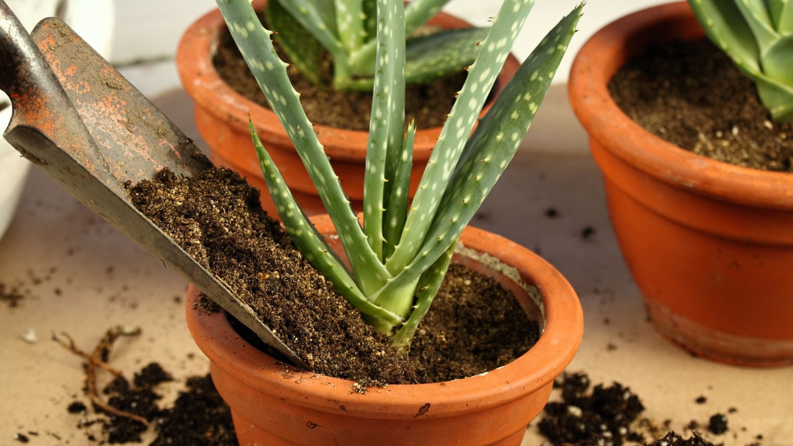 A close-up shot of a person in the process of repotting succulents in new large pots, all placed in a well lit area indoors