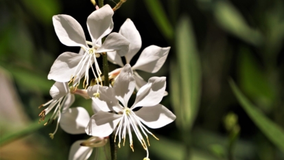 A close-up shot of white perennial showcasing its delicate petals and dark green foliage in a well lit area outdoors