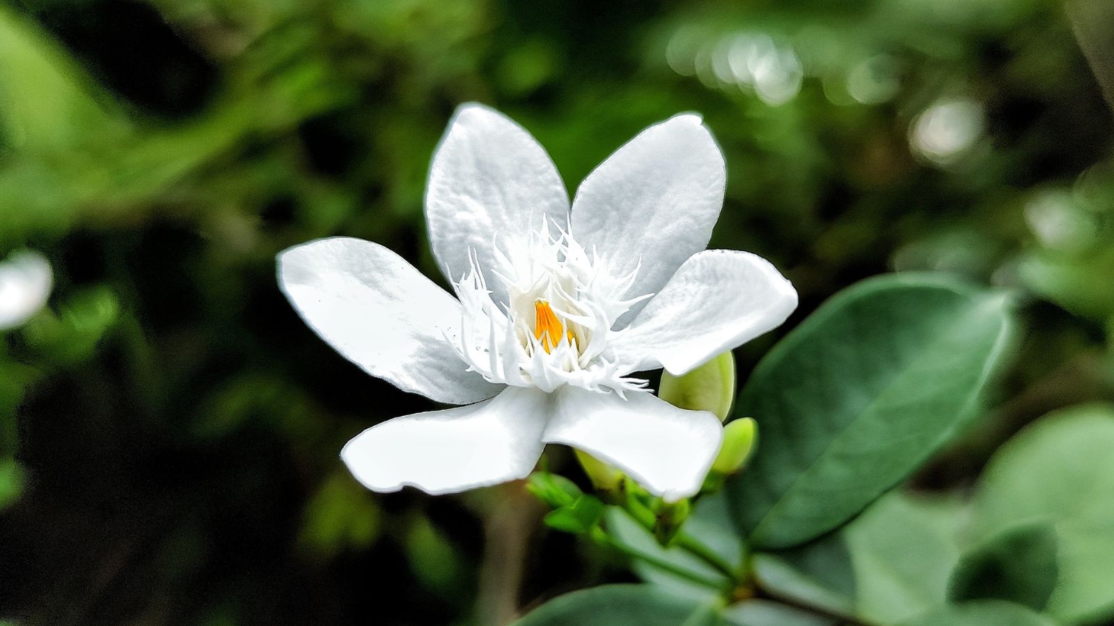 A macro shot of a Jasminum sambac plant's flower, appearing to have dainty petals with deep green leaves