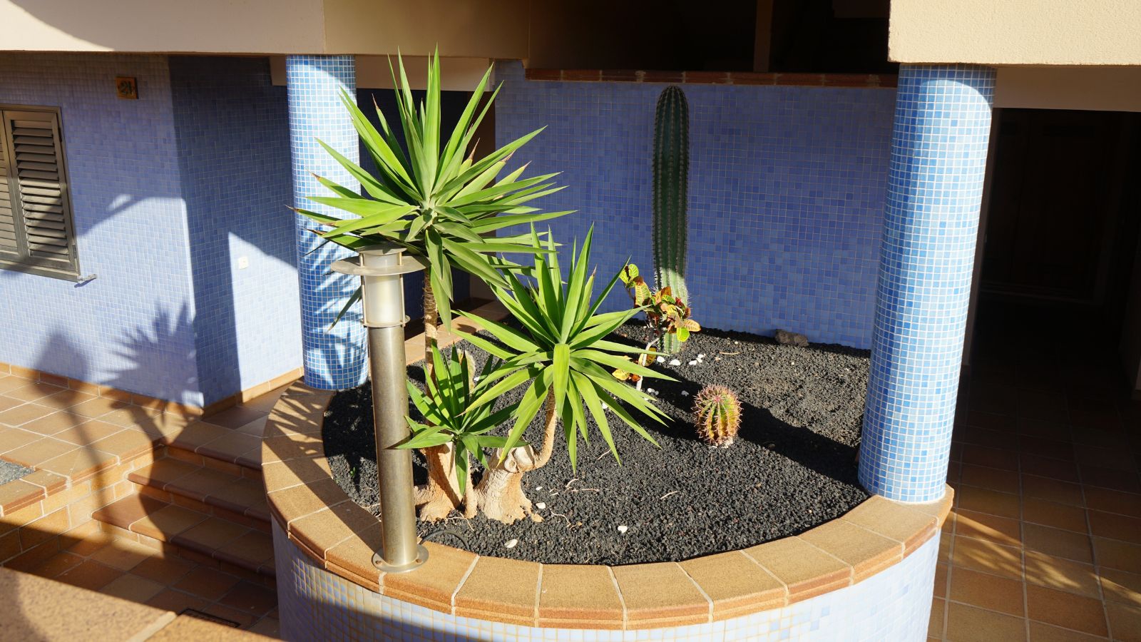 A raised bed with Yucca aloifolia appearing to have rounded tops made of spiky slender leaves in soil covered in dark-colored gravel