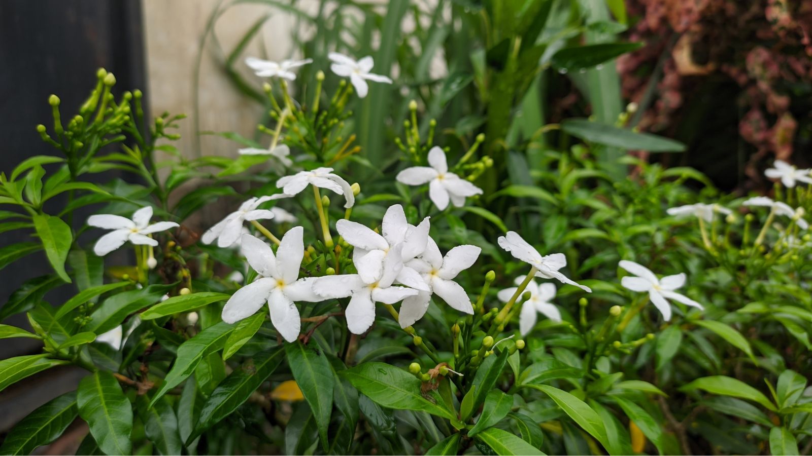 A shot of a Jasminum sambac shrub with white flowers with deep green leaves and stems placed somewhere with moderate sunlight