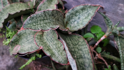 A shot of a developing houseplant
