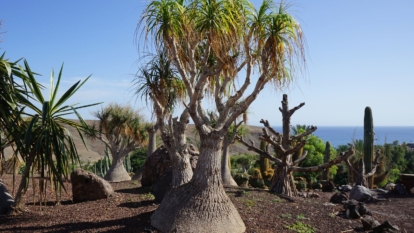A shot of a growing evergreen perennial showcasing its unique appearance in a bright sunny area outside