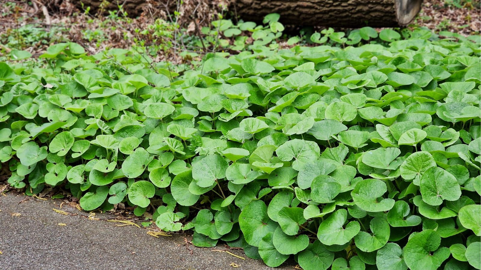 A shot of a perennial ground cover on an edge of a pathway in a well lit area outdoors