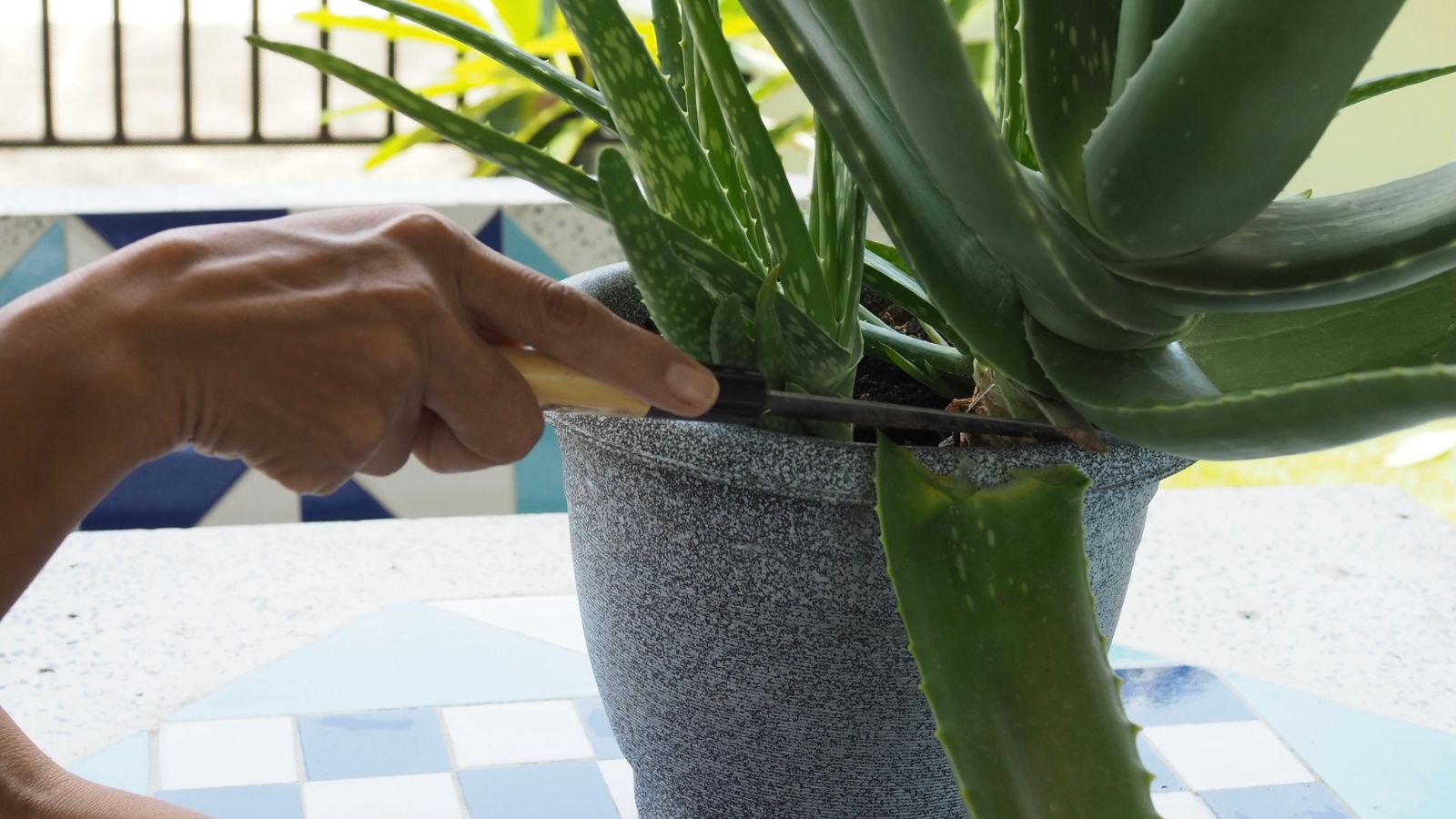 A shot of a person in the process of cutting plump leaves of a succulent using a clean sharp knife in a well lit area