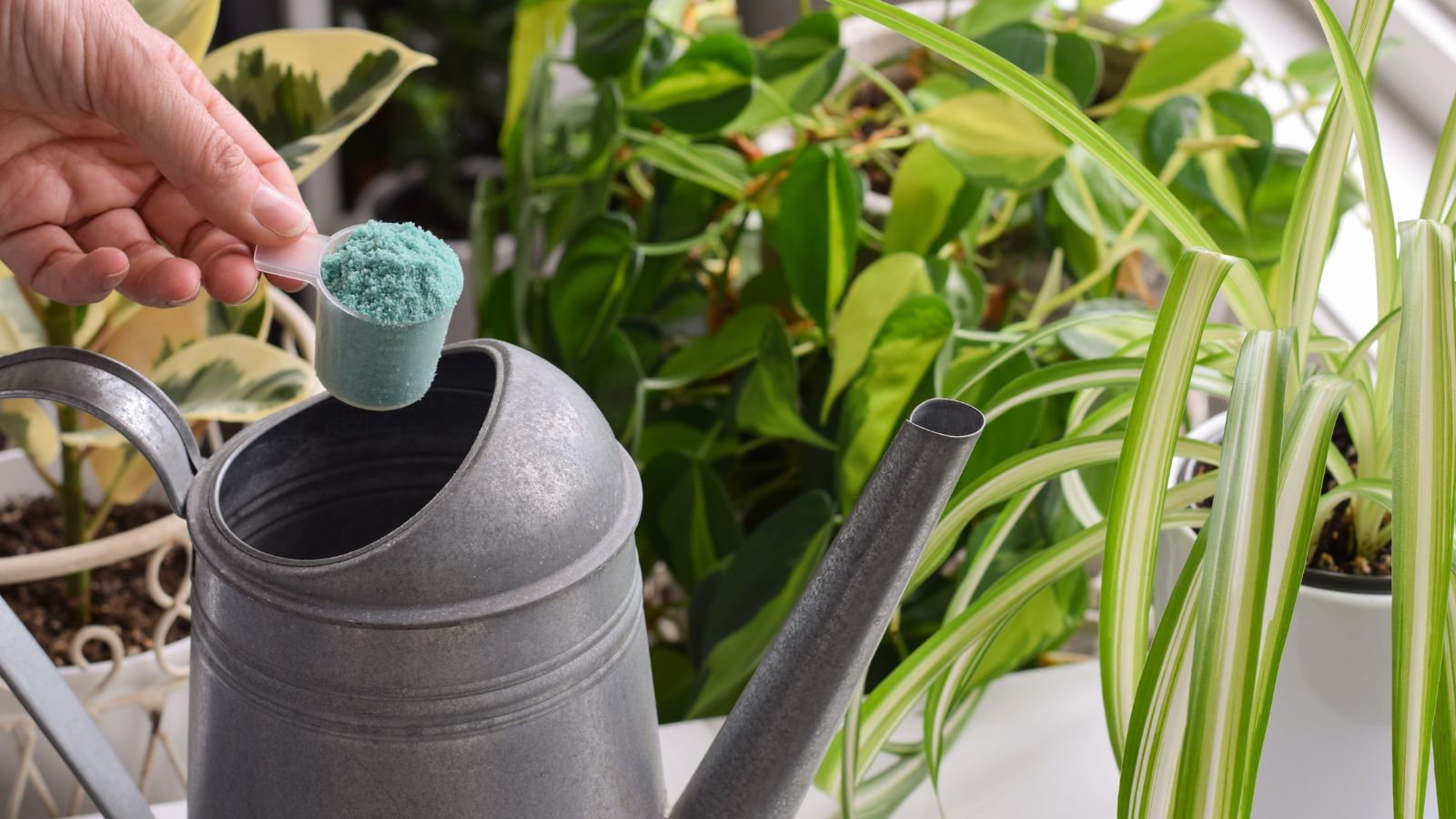 A shot of a person in the process of diluting fertilizers on a watering can filled with water, placed alongside houseplants indoors