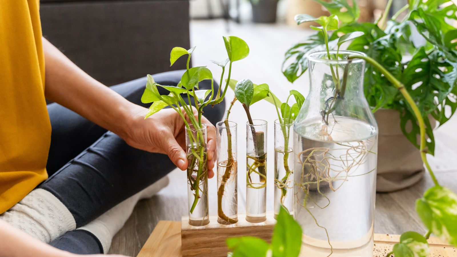 A shot of a person in the process of placed cuttings of a houseplant into different glass containers