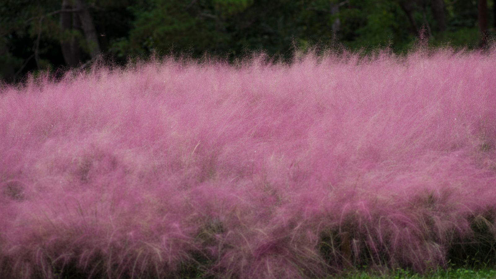 A shot of a small field of pink colored mulhy grass in a well lit area outdoors