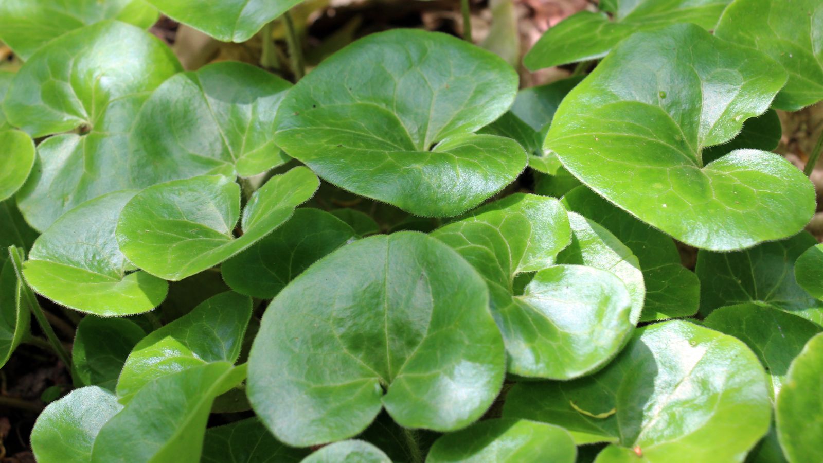 A shot of developing green colored ground cover perennials basking in bright sunlight outdoors