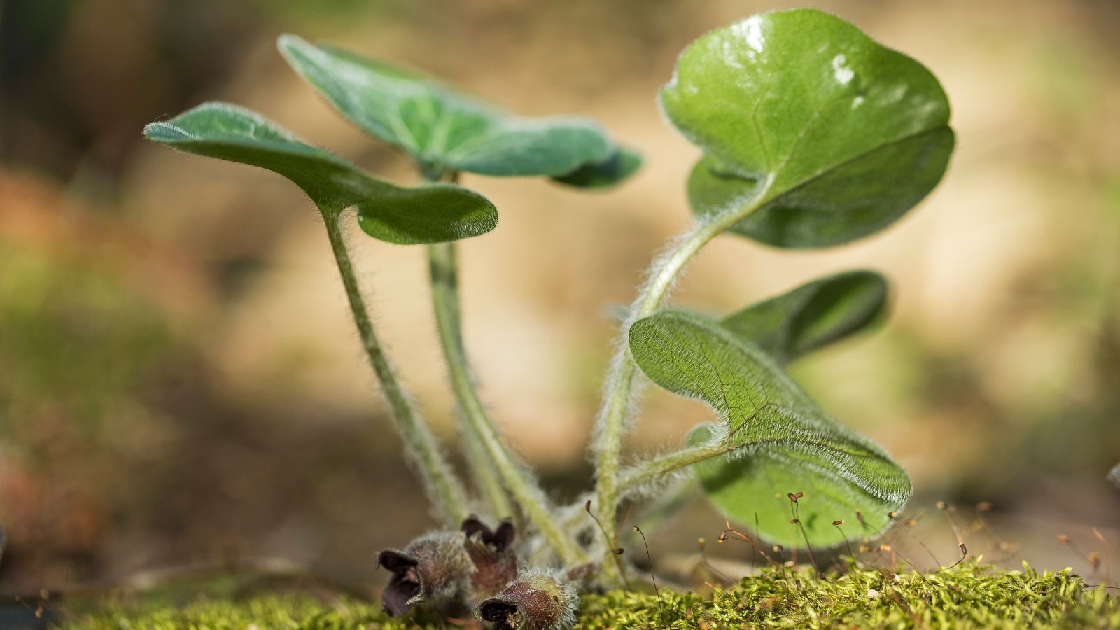 A shot of developing ground cover plants in a well lit area outdoors