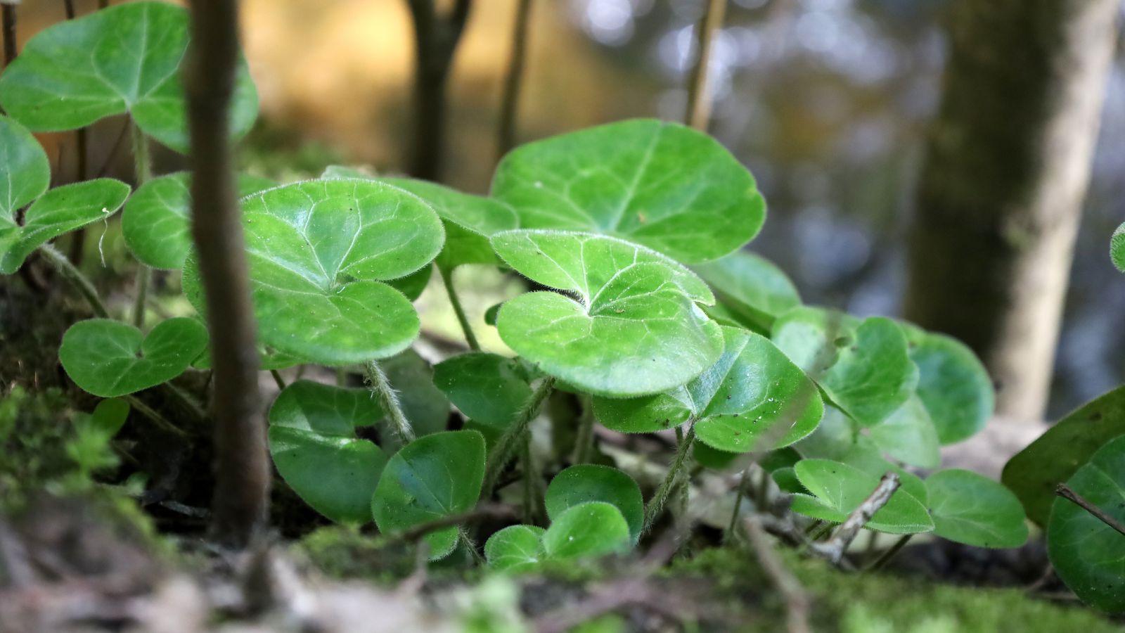 A shot of developing perennials showcasing its green and rounded leaves in a well lit area