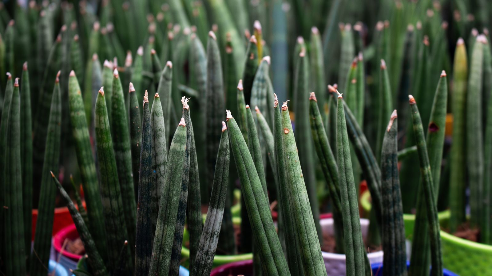 A shot of multiple growing succulents showcasing their columnar and tubular leaves in various, all placed colored pots in a well lit area