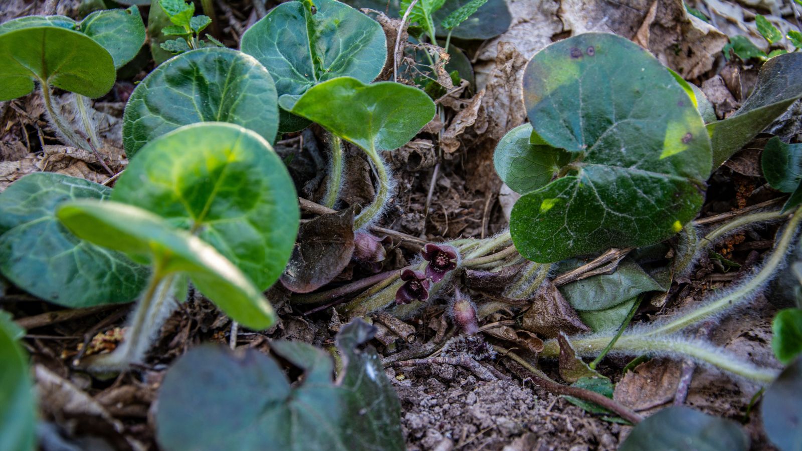 A shot of several developing seedlings of a perennial ground cover on rich moist soil in a well lit area