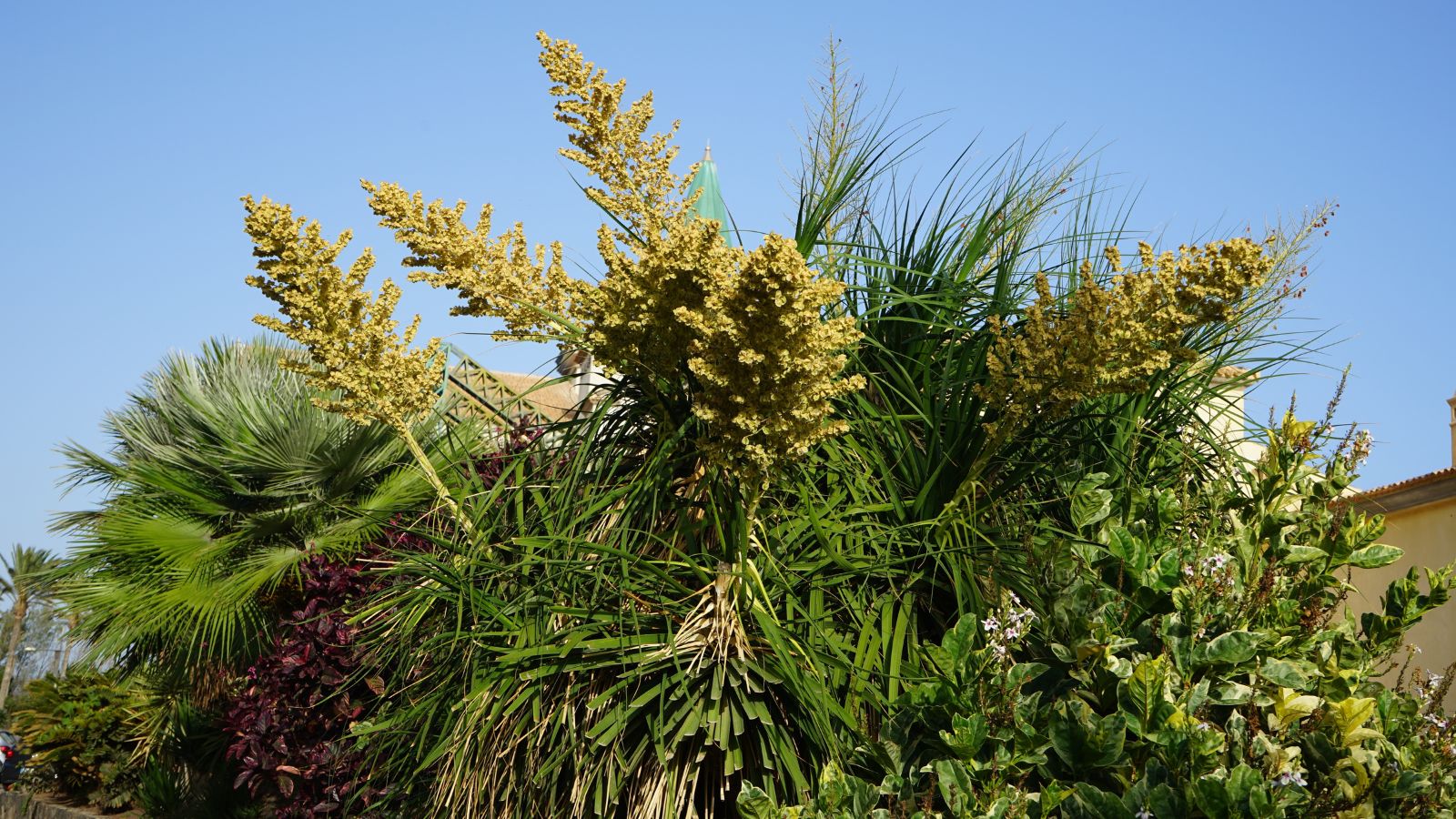 A shot of several growing foliage and the elephant's foot plant that is flowering, showcasing its tall flower stalks all situated in a bright sunny area