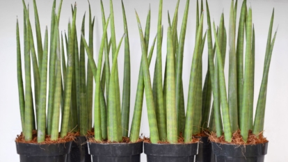 A shot of several succulents showcasing their elongated columnar leaves, all placed in small black pots in an area indoors