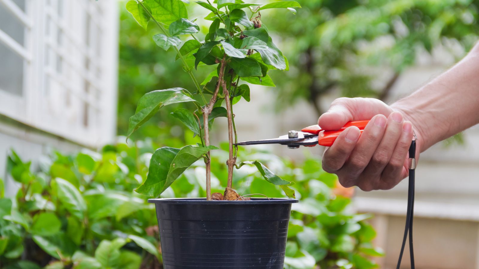 A small potted Jasminum sambac being pruned by a person using pruners with other plants in the background