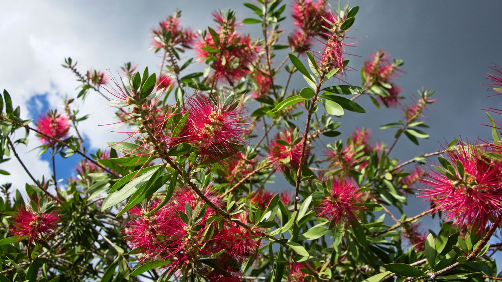 A sturdy-looking Feijoa sellowiana plant with bright red strands attached to brown woody branches, surrounded with countless deep green leaves