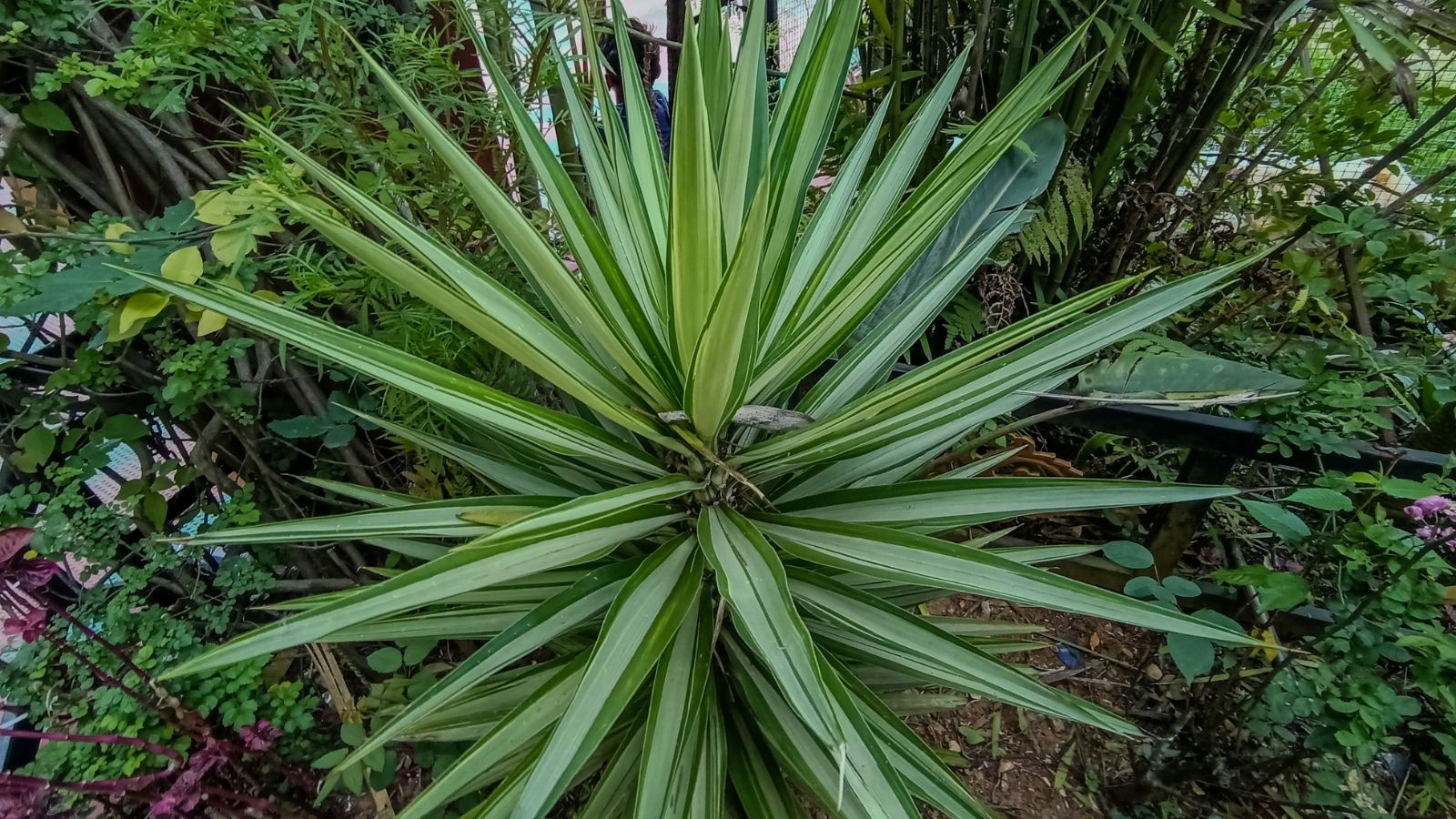 A view of the Yucca Aloifolia taken from above, appearing to have a round form with long and sturdy leaves with a vivid green hue