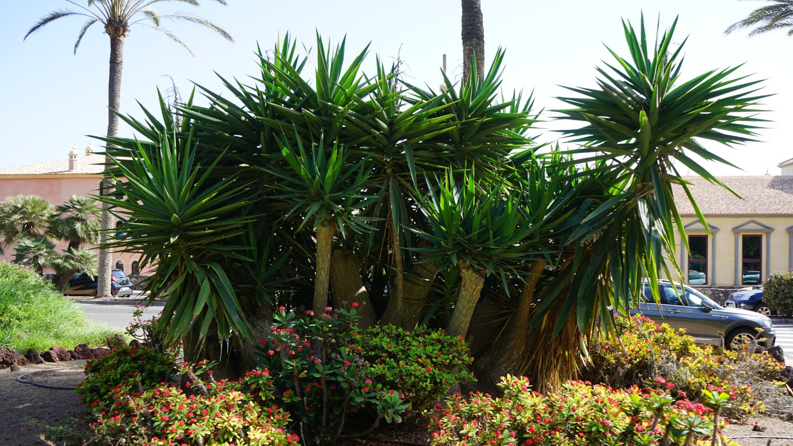 An area with lush Yucca aloifolia, appearing to have sturdy and thick trunks with spiky leaves with slender forms