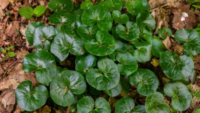 An overhead and close-up shot of a perennial ground cover in a well lit area