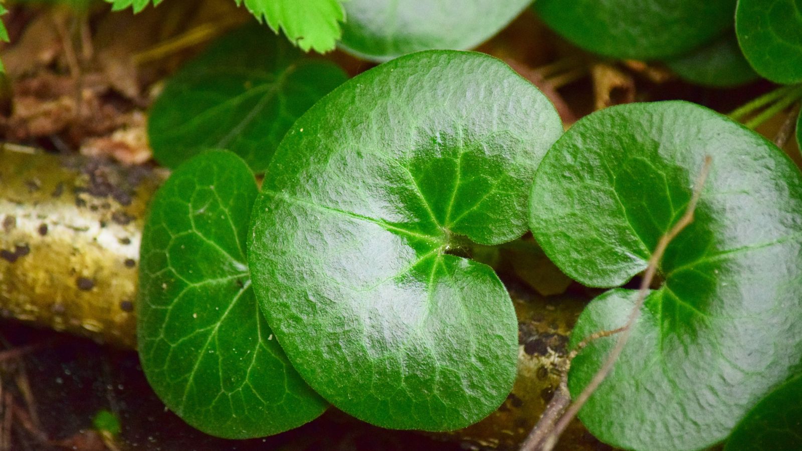 An overhead and close-up shot of a shiny and glossy green leaves of a perennial ground cover in a well lit area