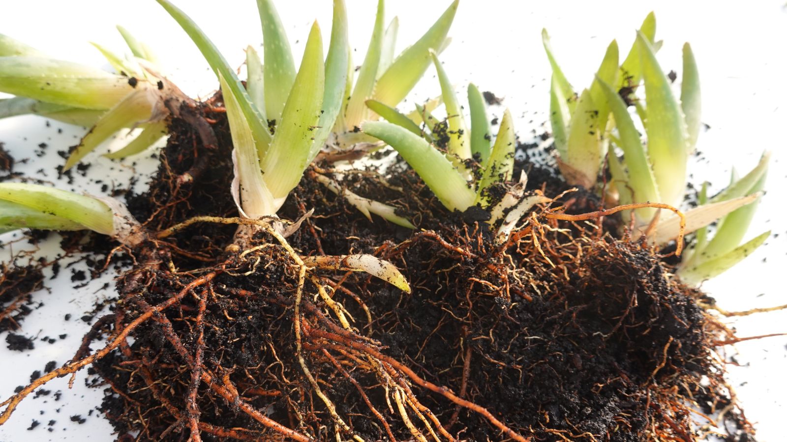 An overhead and close-up shot of several uprooted succulents placed on top of a white surface in a well lit area indoors