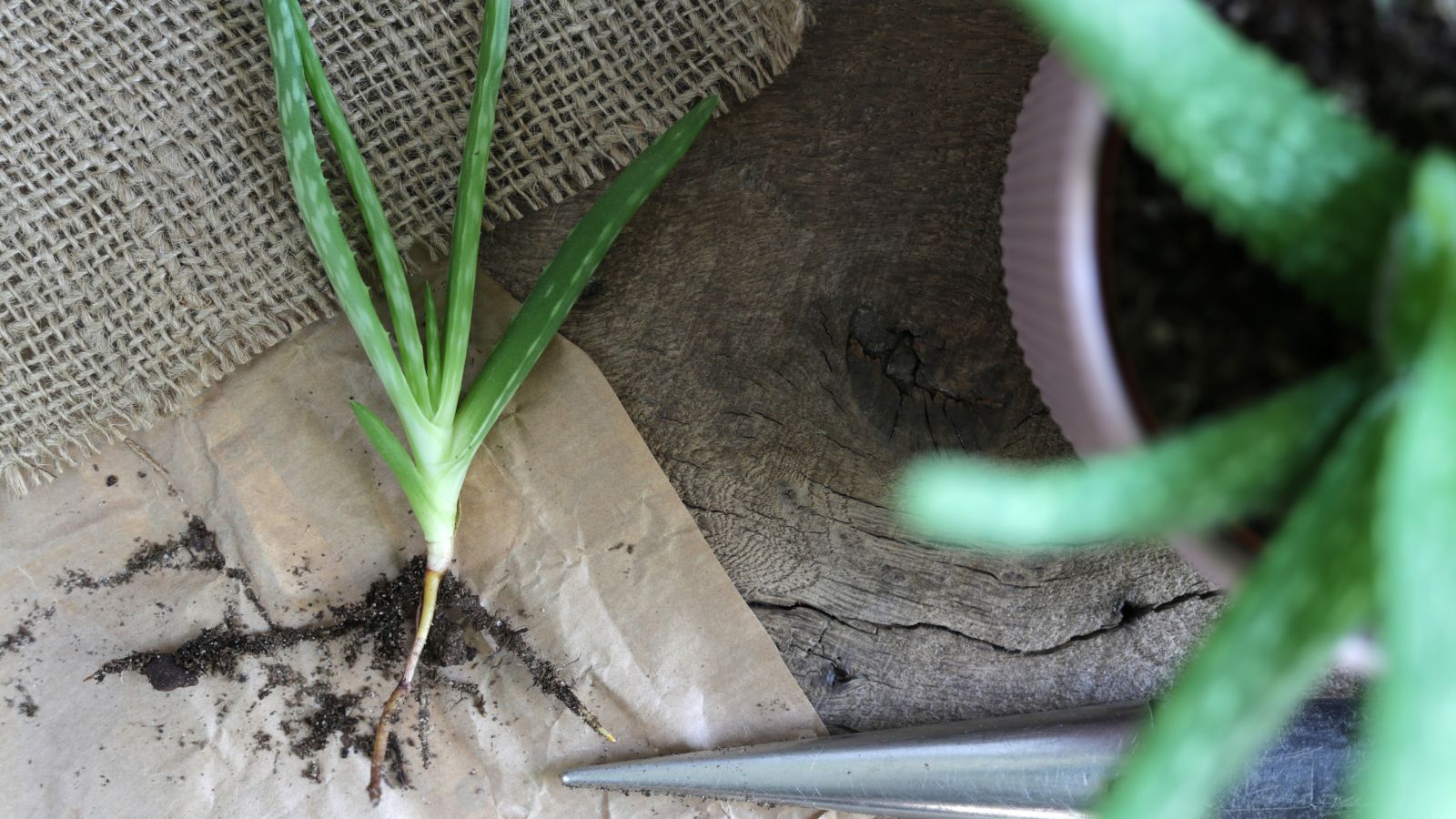 An overhead shot of an offshoot of a succulent, placed on a wooden surface in a well lit area indoors