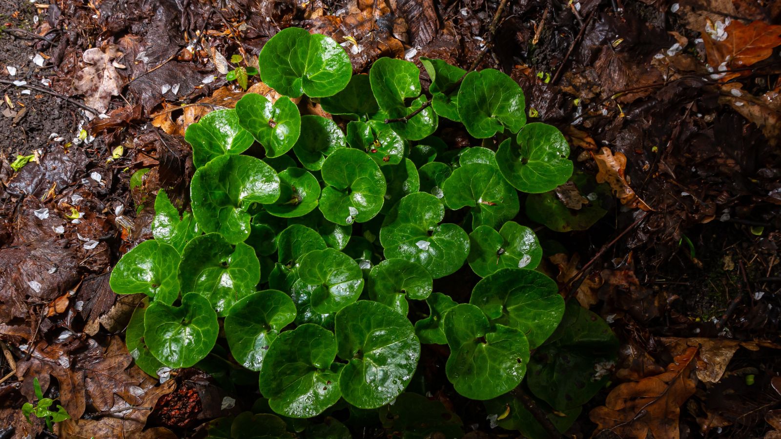 An overhead shot of shiny and glossy green ground cover plants in a well lit area