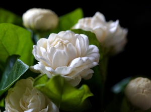 A close up shot of Arabian jasmine plant blooms appearing to be placed somewhere shady showing dainty white petals forming rounded blooms