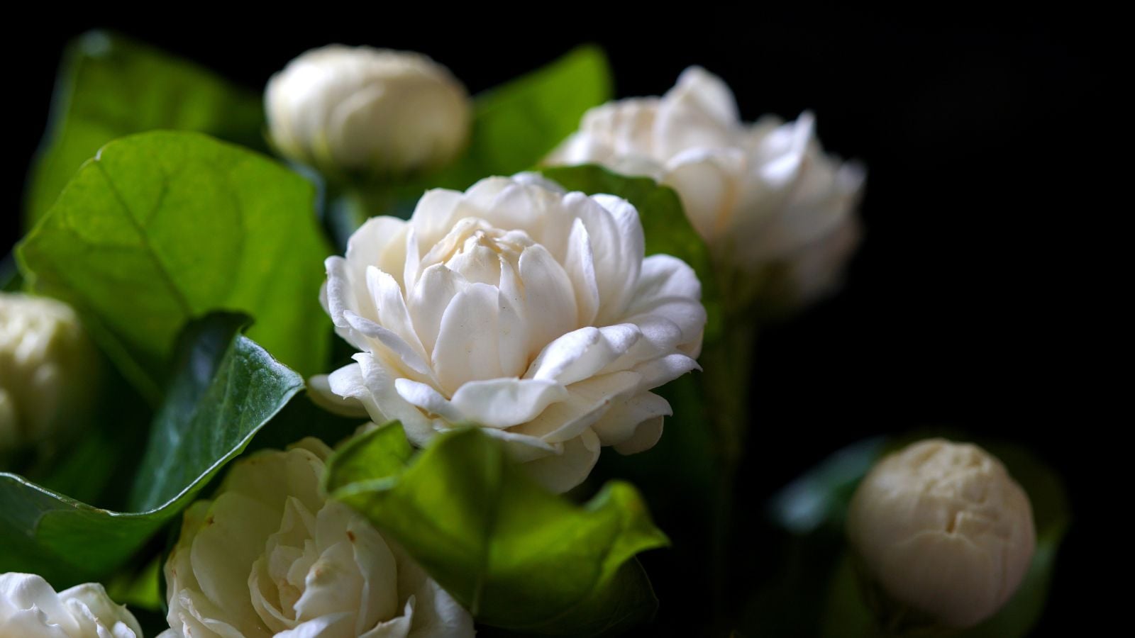 A close up shot of Arabian jasmine plant blooms appearing to be placed somewhere shady showing dainty white petals forming rounded blooms