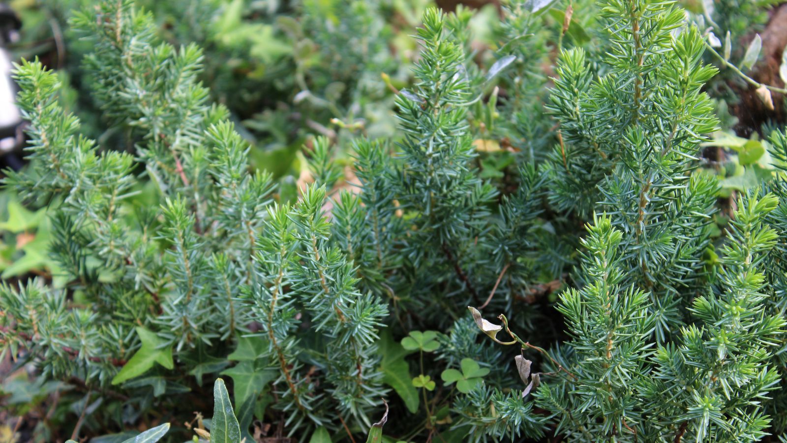 A close-up shot of a blue-green colored composition of needle-like leaves of the Blue Pacific variety of plants