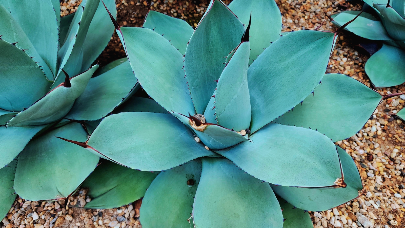 A succulent with blue-green leaves arranged symmetrically, surrounded by gravel in a garden.