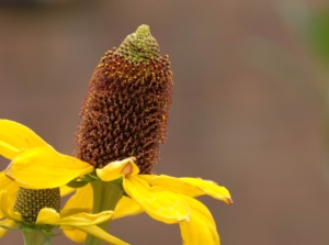 A close-up of a single flower with a tall, textured brown cone in the center and narrow, drooping yellow petals.